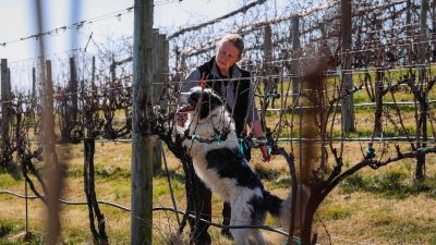 Sally Dickinson and her trained detection dog, Flint, search the vineyard at the Winchester AREC for spotted lantern fly egg masses. They are beginning to recruit other people with their dogs to do the same.  It’s a four-year project funded by the USDA. Photo by Luke Hayes for Virginia Tech.